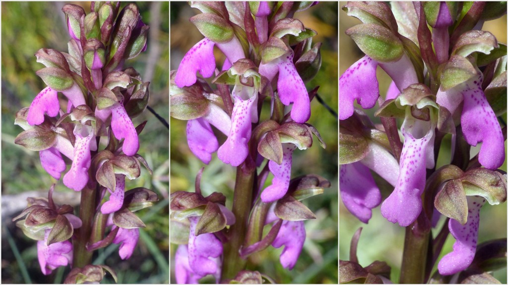 Orchis spitzelii ele altre - Passo Godi  (LAquila)  maggio e giugno 2017